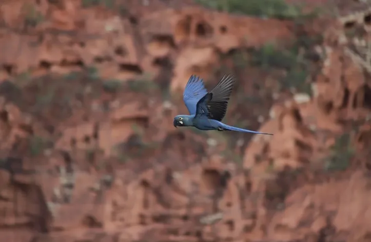 Observação de aves na Bahia