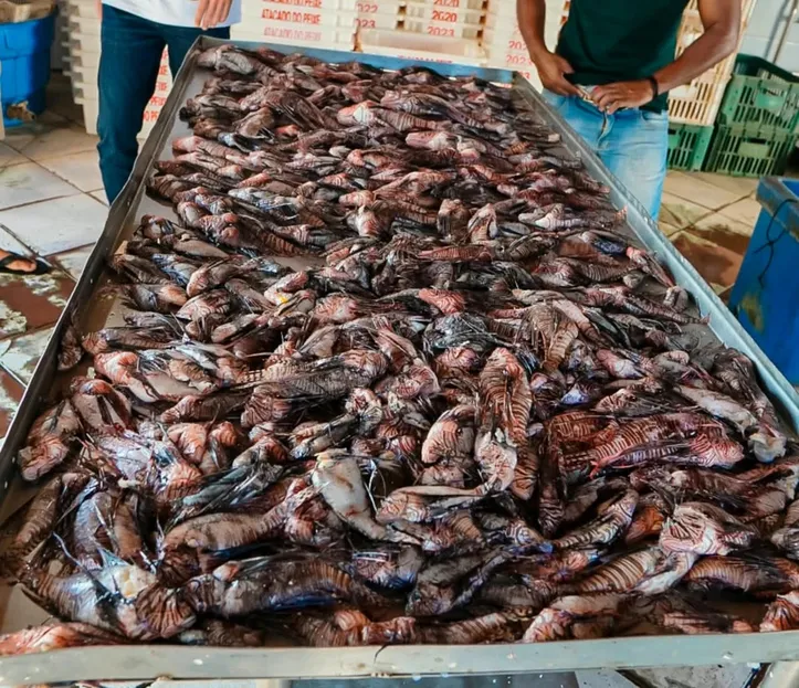 Cerca de 500 peixes de espécie invasora e perigosa são retirados do mar da Bahia