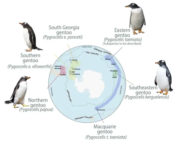 Imagem ilustrativa da imagem Espécie de pinguim é descoberta após cem anos e já corre risco de extinção