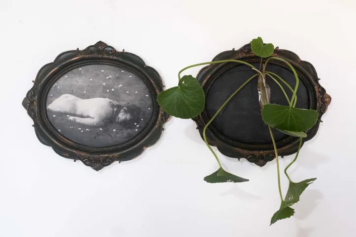 Dada a natureza das imagens não se exibem fotos