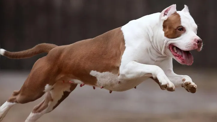 Cachorro da raça pitbull (imagem ilustrativa)