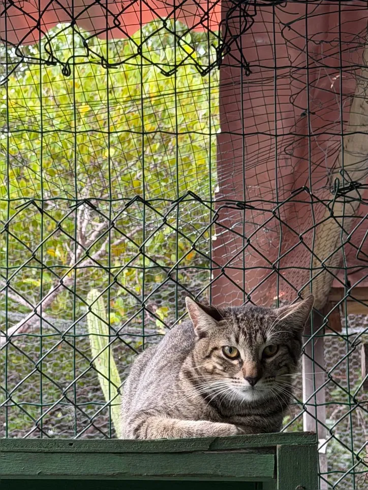 Imagem ilustrativa da imagem Legislação protege quem cuida de animais