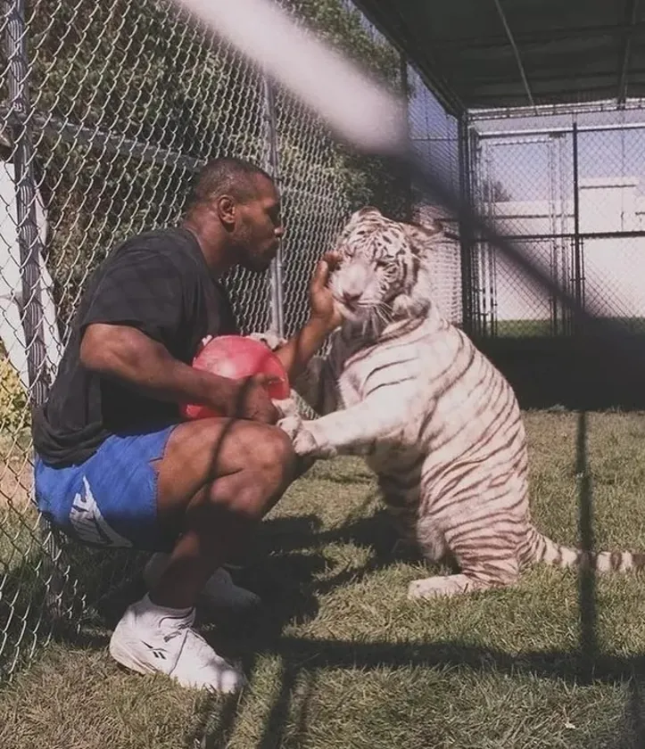 Mike Tyson, boxeador - Tigresa