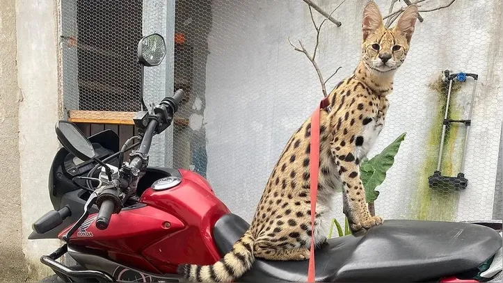 Oruam - Gato da marca Savana
