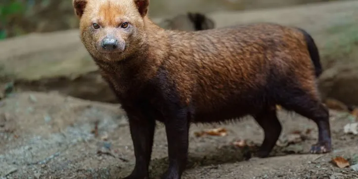 Cachorro-vinagre (Speothos venaticus)