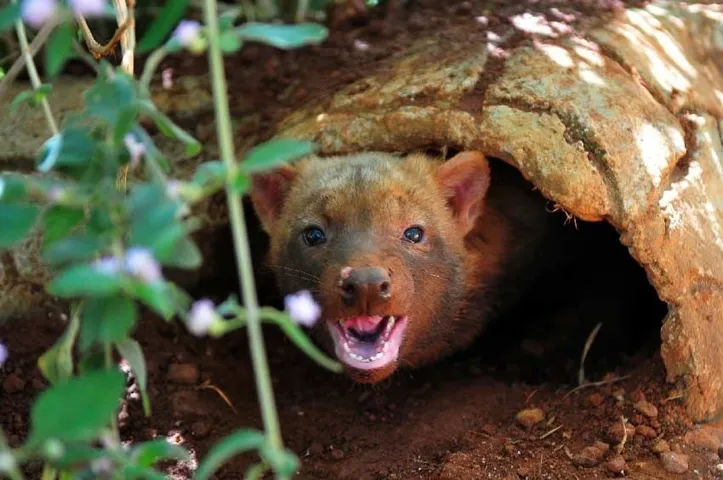 Cachorro-vinagre (Speothos venaticus)