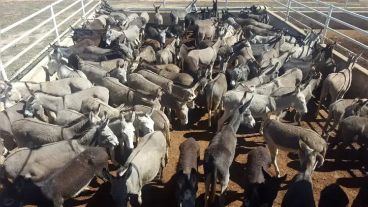 Jumentos são capturados e comprados para abate na Bahia