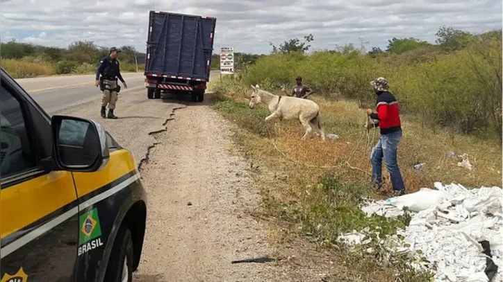 Jumentos costumam ser abandonados em estradas