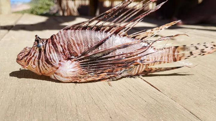 Peixe-leão
