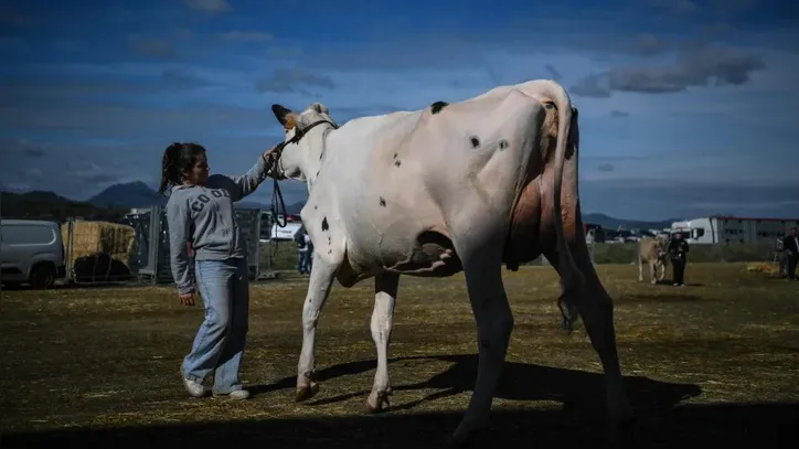 Primeira infecção humana por vírus comum em gado é registrada no mundo
