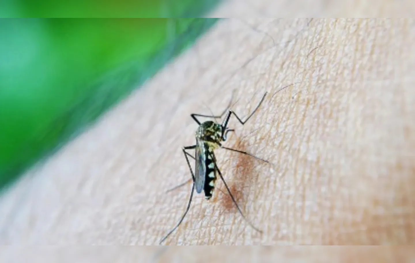 O Brasil pode chegar a 4,2 milhões de casos de dengue em 2024