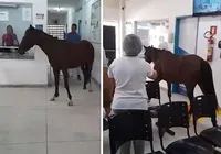 Cavalo entra em posto de saúde e pessoas brincam: "Veio se consultar"