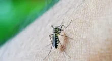 Imagem ilustrativa da imagem Alerta: Dengue ainda deve atingir pico, alerta OMS