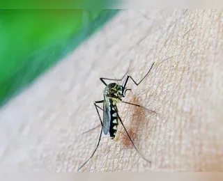 Alerta: Dengue ainda deve atingir pico, alerta OMS