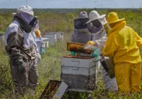 Bahia tem projeção internacional com pesquisa sobre abelhas sem ferrão