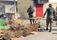 PM prende dezenas em mega ação contra comércio ilegal de aves na Bahia