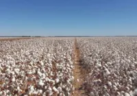 Produção do algodão: do plantio à colheita sem filtro