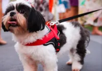 Vacinação antirrábica de cães e gatos chega ao último fim de semana