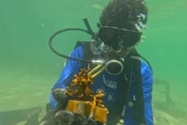 Projeto Mares realiza ações de educação ambiental e científica - Imagem