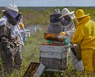 Bahia tem projeção internacional com pesquisa sobre abelhas sem ferrão