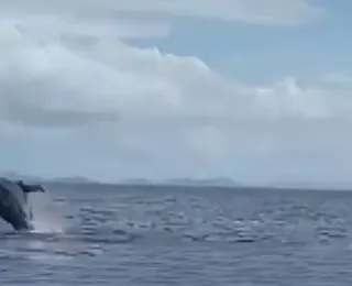 Baleias Jubartes são vistas na Baía de Todos-os-santos