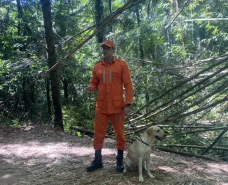 Cães bombeiros são  fundamentais nos resgates em tragédias
