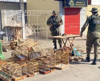 PM prende dezenas em mega ação contra comércio ilegal de aves na Bahia