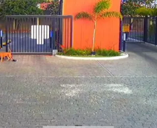 Câmera flagra ataque brutal de pitbull em condomínio na Bahia; assista