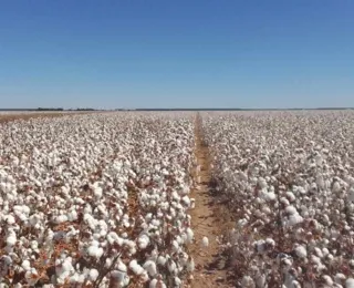 Produção do algodão: do plantio à colheita sem filtro