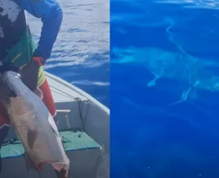 Tubarão “rouba” peixe de pescadores em Amaralina; assista