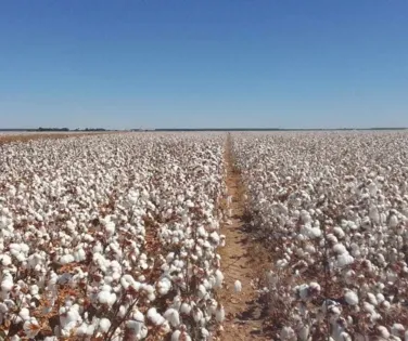 Produção do algodão: do plantio à colheita sem filtro - Imagem
