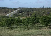 Sem principais pragas, Bahia mira 3⁰ lugar na produção de laranja