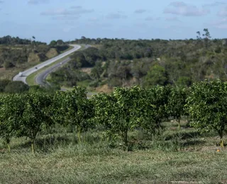 Sem principais pragas, Bahia mira 3⁰ lugar na produção de laranja