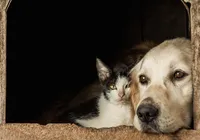 Animais domésticos vão ter direito a RG com cadastro nacional imagem